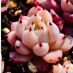 Tohum Dünyam 10 Adet Echeveria Blood Romeo Succulent Tohumu