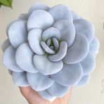 Tohum Dünyam 10 Adet Echeveria Laui Snow Lotus Succulent Tohumu