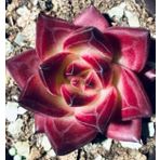 Tohum Dünyam 10 Adet Echeveria Rubin Succulent Tohumu