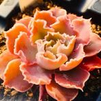 Tohum Dünyam 10 Adet Echeveria Shaviana Rare Succulent Tohumu