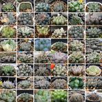 Tohum Dünyam 10 Adet Haworthia Cooperi Sp Mıx Succulent Tohumu