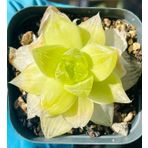 Tohum Dünyam 10 Adet Haworthia Xantha Gold Aka Succulent Tohumu