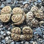 Tohum Dünyam 10 Adet Lithops Bromfieldii V Mennellii Succulent Tohumu