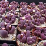 Tohum Dünyam 10 Adet Lithops Optica Rubra Succulent Tohumu