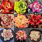 Tohum Dünyam 10 Adet Mıx Echeveria Agavoides Succulent Tohumu