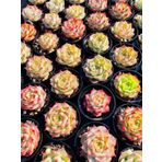 Tohum Dünyam 10 Adet Mıx Echeveria Romeo Rubin Succulent Tohumu