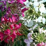 Tohum Dünyam 10 Adet Natural Flower Cleome Mix Tohumu