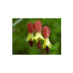 Tohum Dünyam 10 Adet Özel Renkli Abutilon Hybridum Çiçek Tohumu Ithal