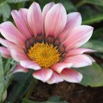Tohum Dünyam 10 Adet Pink White Gazania Tohumu