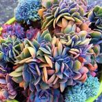 Tohum Dünyam 10 Adet Rainbow Echeveria Succulent Tohumu