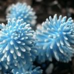 Tohum Dünyam 10 Adet Rare Succulent Lithop Tohumu