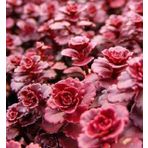 Tohum Dünyam 10 Adet Red Dragons Blood Sedum Tohumu