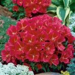 Tohum Dünyam 10 Adet Red Grandiflora Meteor Godetia Tohumu