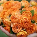 Tohum Dünyam 10 Adet Rosa Bush Gül Tohumu