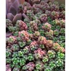 Tohum Dünyam 10 Adet Sedum Dasyphyllum Succulent Tohumu