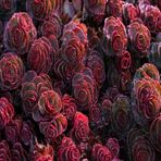 Tohum Dünyam 10 Adet Sedum Dragon’s Blood Succulent Tohumu