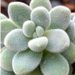 Tohum Dünyam 10 Adet Sedum Mocinianum Succulent Tohumu