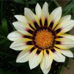 Tohum Dünyam 10 Adet White Gazania Tohumu