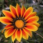 Tohum Dünyam 10 Adet Yellow Orange Gazania Tohumu