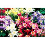 Tohum Dünyam 10 Adet Yer Küpelisi Çiçeği Tohumu (Aquilegia Viridiflora)