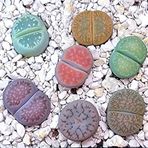 Tohum Dünyam 20 Adet Lithops Mix Tohumu