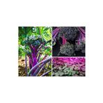 Tohum Dünyam 20 Adet Purple Peacock Brokoli Tohumu