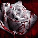 Tohum Dünyam 5 Adet Blood Rose Gül Tohumu