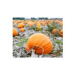 Tohum Dünyam 5 Adet Giant Pumpkin - Bambino Bal Kabağı Tohumu