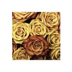 Tohum Dünyam 5 Adet Gold Rose Gül Tohumu