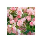 Tohum Dünyam 5 Adet Pink Rose Gül Tohumu
