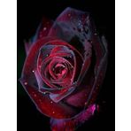 Tohum Dünyam 5 Adet Red And Black Rose Gül Tohumu