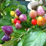 Tohum Dünyam 50 Adet Rainbow Süs Biberleri Tohumu