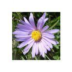 Tohum Dünyam Aster Alpinus Çiçek Tohumu