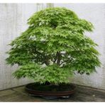 Tohum Dünyam Bodur Japon Redwood Bonzai Ağacı Tohumu 5 Adet Bonsai Ağacı Tohumu