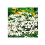 Tohum Dünyam Dianthus Superbus White Bol Kokulu Karanfil Çiçeği Tohumu