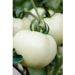 Tohum Dünyam Hybrite Beyaz Domates Tohumu / 5+ Adet Tohum