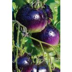 Tohum Dünyam Hybrite Mor Domates Tohumu / 10+ Adet Tohum