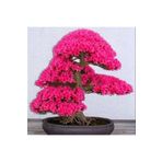 Tohum Dünyam Japon Sakura Bonsai Ağacı Tohumu 10 Adet