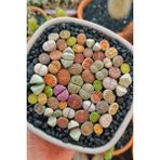 Tohum Dünyam Karışık Lithops Taş Çiçek Tohumu / 10 Adet Tohum - 1 Adet