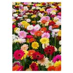 Tohum Dünyam Karışık Renkli Gerbera Çiçeği Tohumu