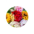 Tohum Dünyam Karışık Renkli Lekeli Zinnia Çiçeği Tohumu