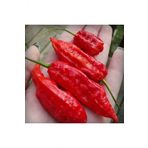 Tohum Dünyam Kırmızı Bhut Jolokia Biber Tohumu