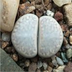 Tohum Dünyam Lithops Amicorum Sukulent Tohumu - 1 Adet