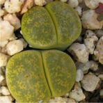 Tohum Dünyam Lithops Aucampiae ‘jackson’s Jade’ Sukulent Tohumu - 1 Adet