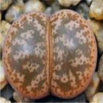 Tohum Dünyam Lithops Coleorum Sukulent Tohumu - 1 Adet