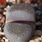 Tohum Dünyam Lithops Comptonii Sukulent Tohumu - 1 Adet