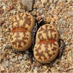 Tohum Dünyam Lithops Dorotheae Sukulent Tohumu - 1 Adet