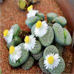 Tohum Dünyam Lithops Fulviceps ‘aurea’ Sukulent Tohumu - 1 Adet