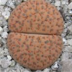 Tohum Dünyam Lithops Fulviceps ‘lydiae’ Sukulent Tohumu - 1 Adet
