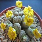 Tohum Dünyam Lithops Gesinae Sukulent Tohumu - 1 Adet